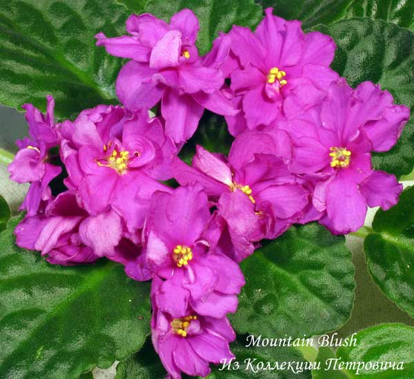 Фуксиевая окраска цветков (сорт Mountain Blush)<br />Фото - "Фиалочный островок"