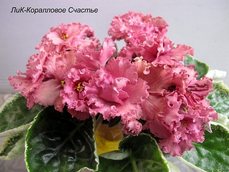 ЛиК-Коралловое Счастье.jpg