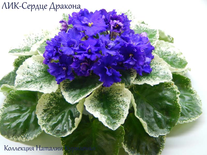 DSCN0869копирование.jpg