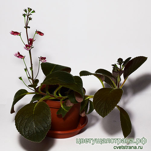 Glokohleria-'Goblin'.jpg