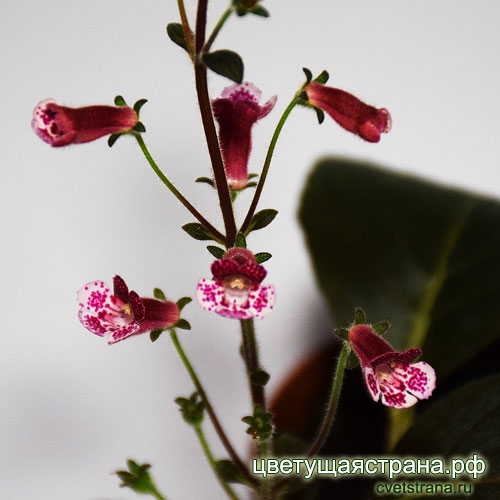 Glokohleria-'Goblin'-flowers.jpg
