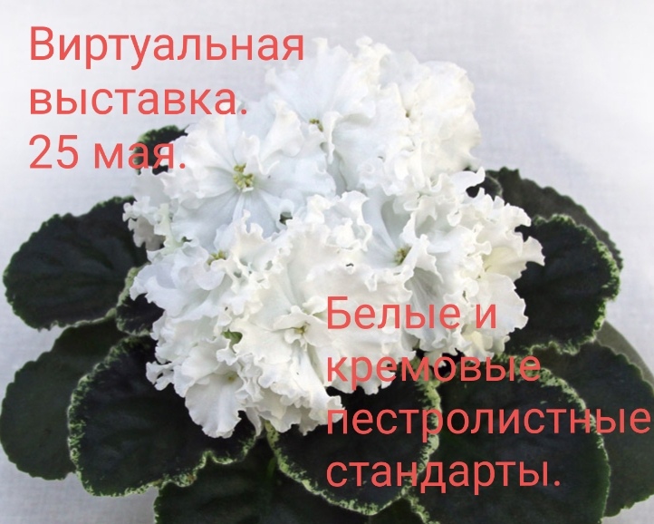 evTTQU1E_z4.jpg