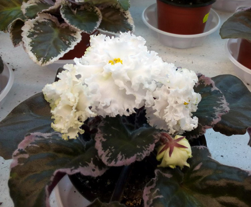 ЛЕ-Ванильное Парфе №22(19).jpg
