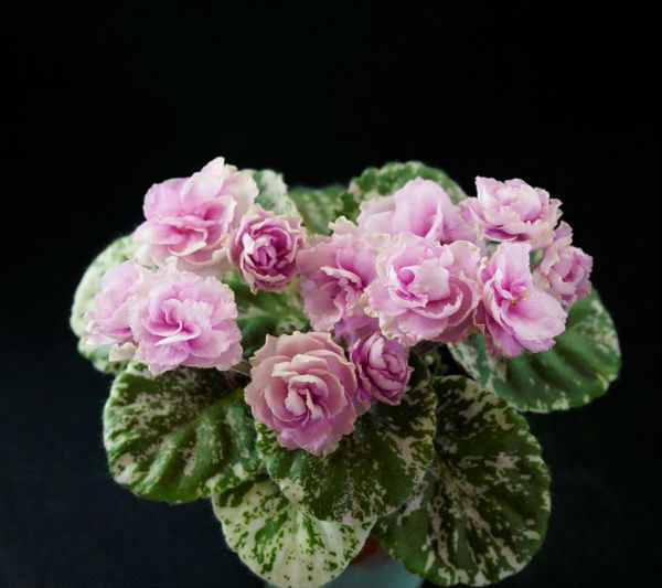 Rose Bouquet.jpg
