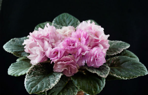 Rebel's Rose Bud .jpg