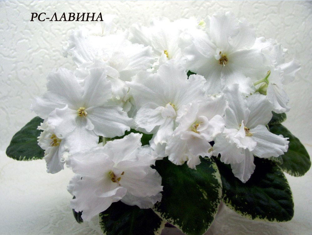 рс лавина.jpg