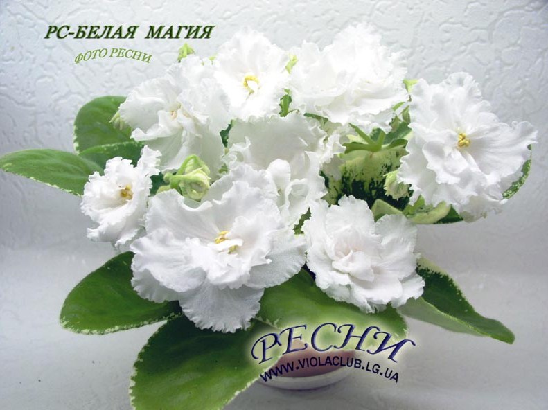 бел маг.jpg