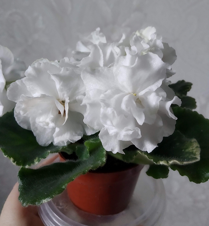 ЛЕ-Белая Камелия.jpg