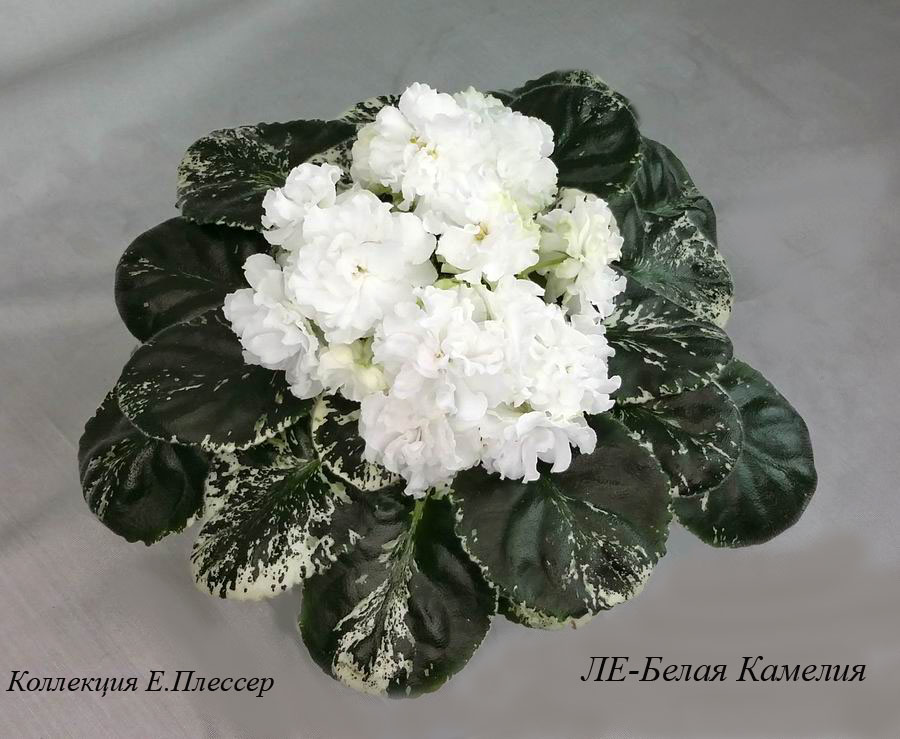 ЛЕ-Белая Камелия.jpg
