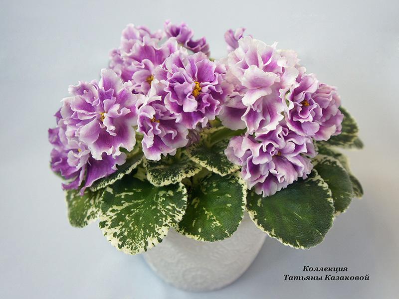 ВаТ-Мотылек (2).jpg