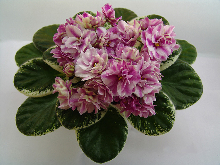 DSC09380.jpg