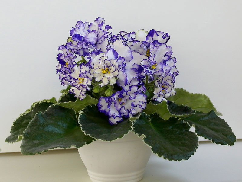 ЛФ-Гжель(Хохлова).jpg