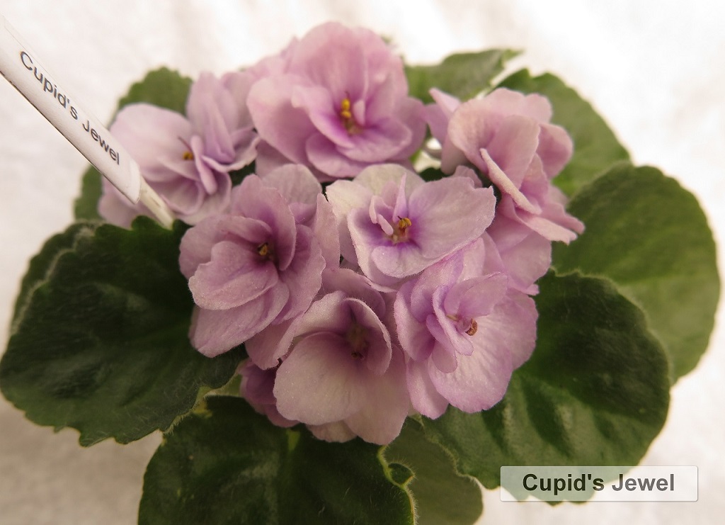 Cupids jewel.jpg
