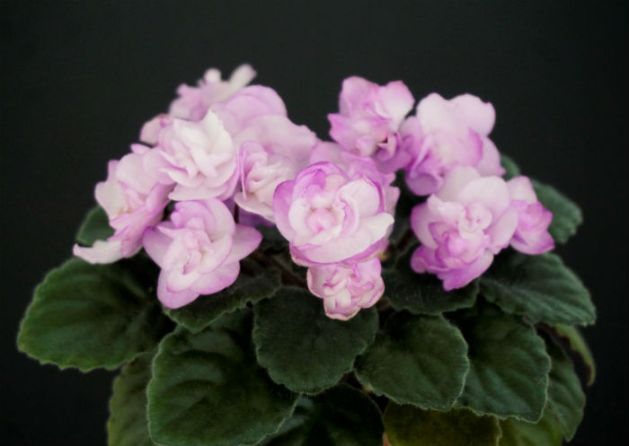 Nes`s Satin Rose.jpg