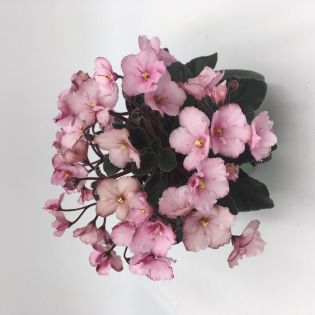 6FA30234-23F6-4DAF-B301-FF07C9E4BD9E.jpeg