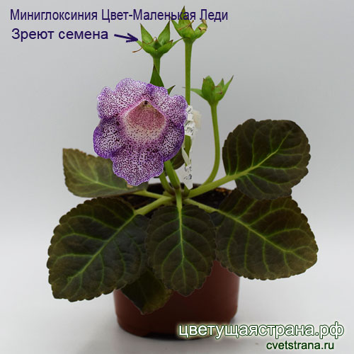 Цвет-Маленькая-Леди-с-семенами.jpg