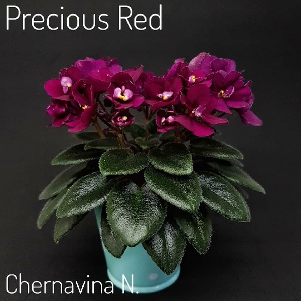 Precious Red.jpg