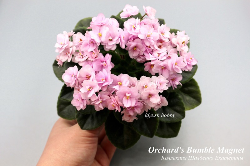 Orchard's Bumble Magnet.jpg