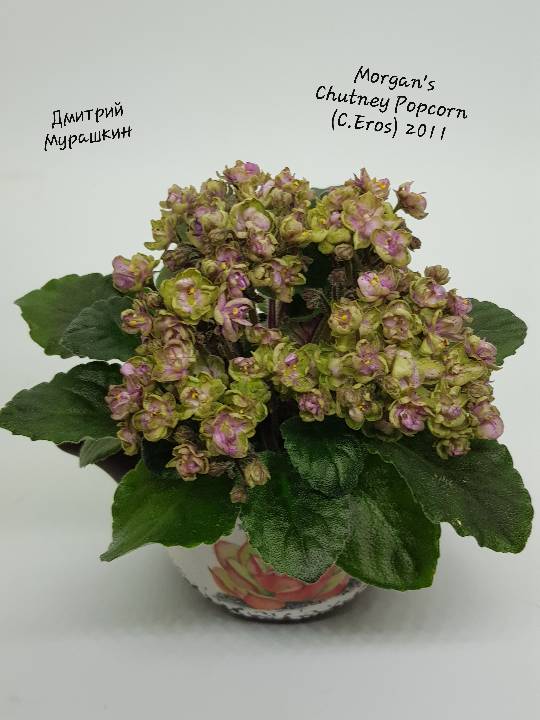 Morgan's Chutney Popcorn (C.Eros)