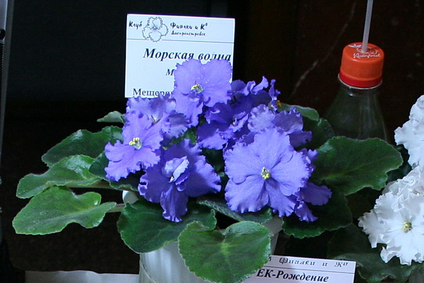 94.jpg