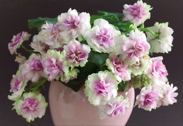 Morgan's Drifter's Rose.jpg