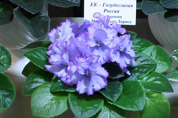 96.jpg