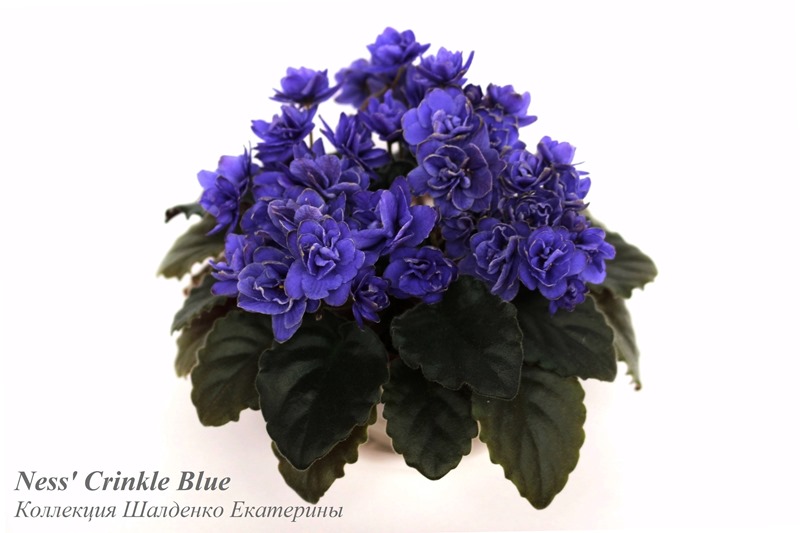 Ness’ Crinkle Blue