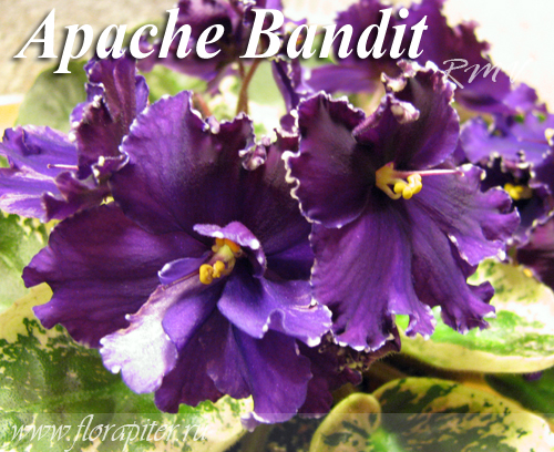 apache-bandit.jpg