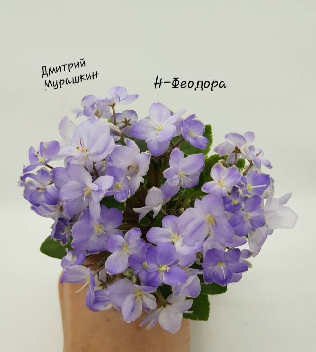 Н-Феодора