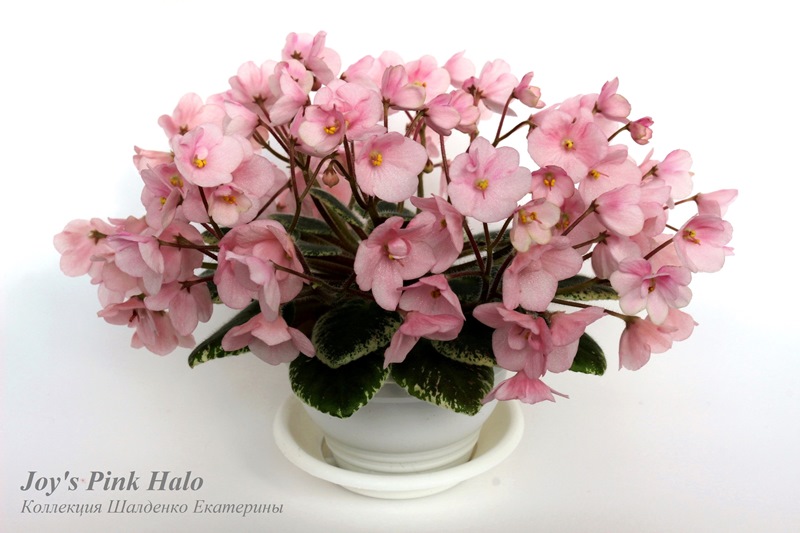 Joy's Pink Halo
