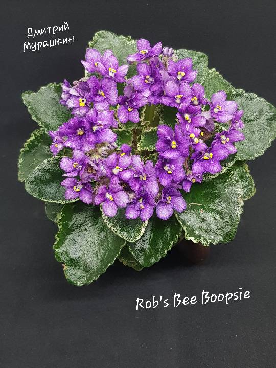 Rob's Bee Boopsie