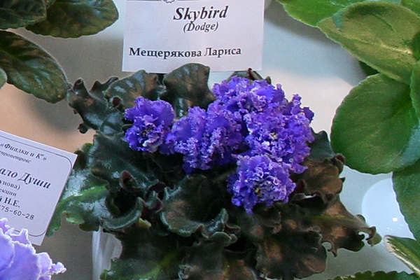 103.jpg