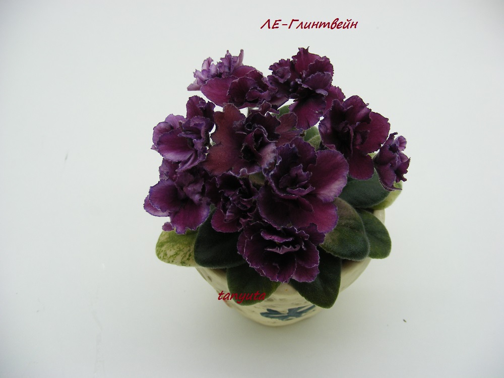 DSCF0507.JPG
