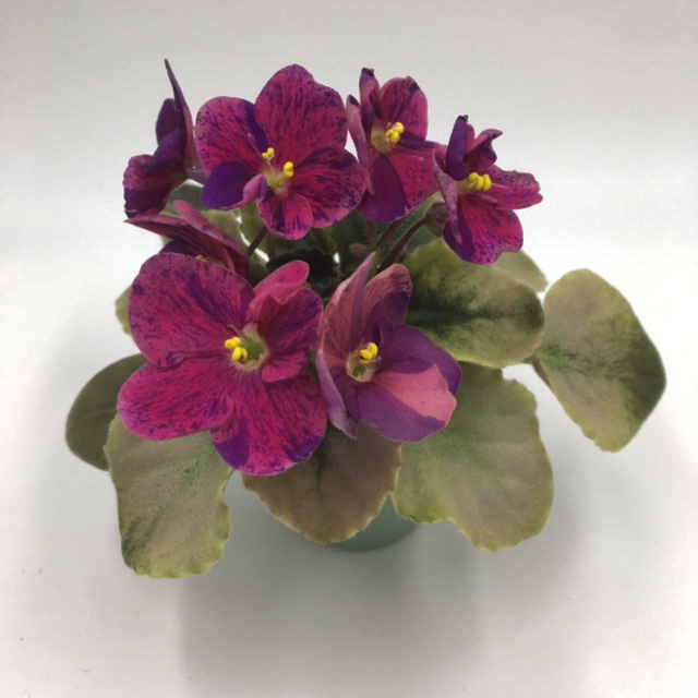 DF84BA2B-57FA-456E-8E65-FA029134A9DE.jpeg