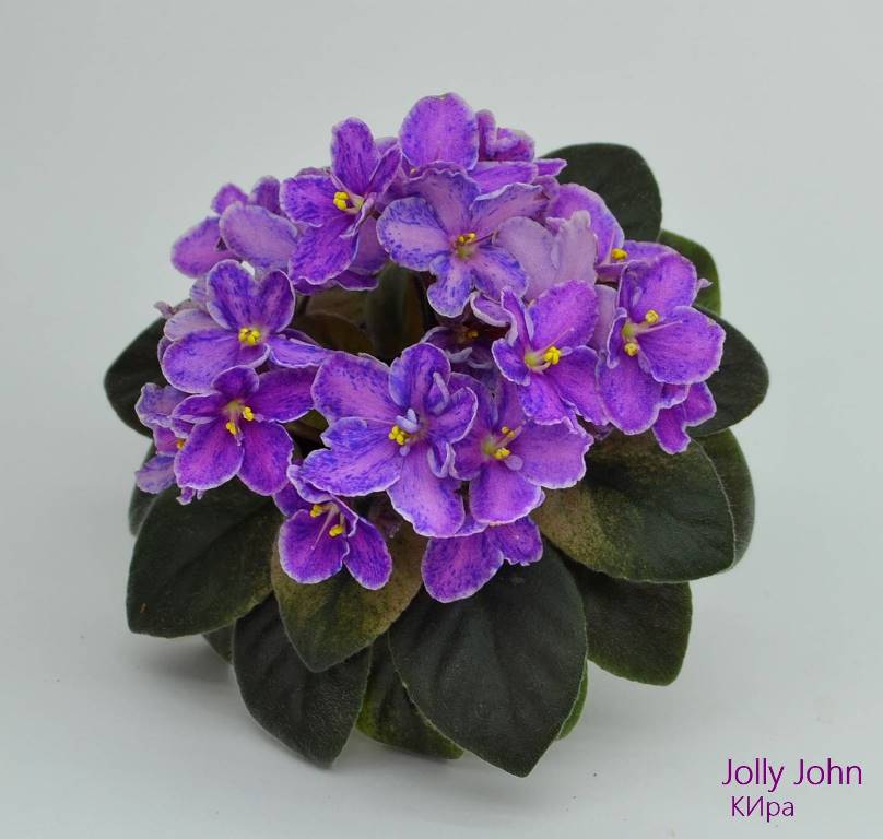 Jolly John 1.JPG