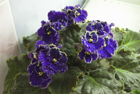 10_purple_lace.jpg