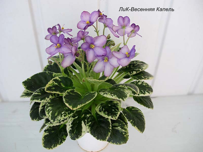 ЛиК-Весенняя Капель .jpg