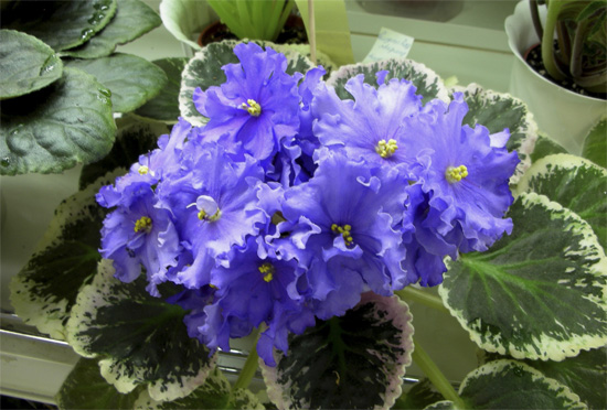11_buckeye_boysenberry.jpg