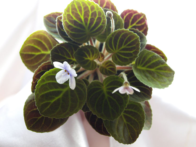 Saintpaulia velutina light_.jpg