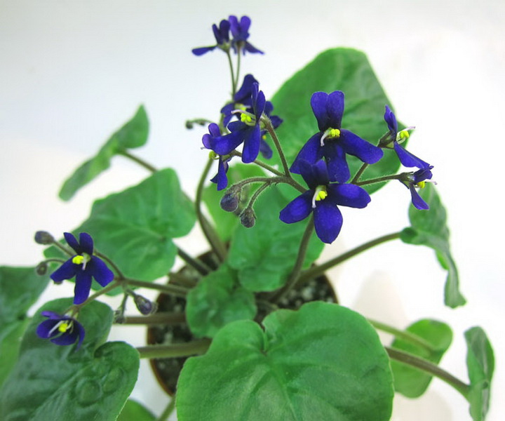 S.orbicularis var. purpurea.jpg