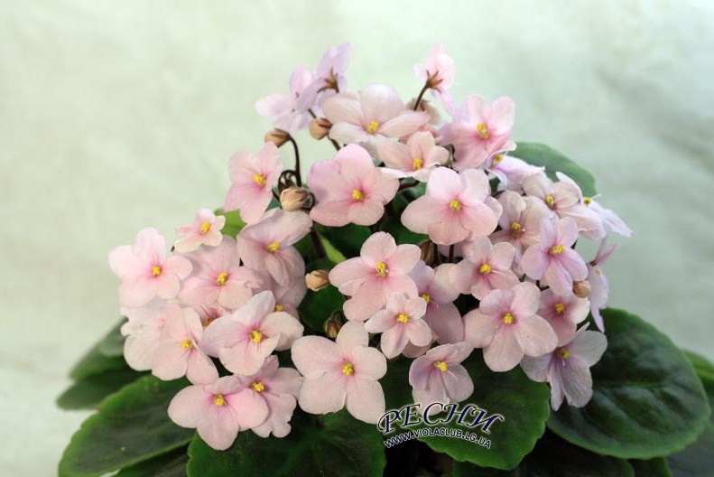 рс.jpg