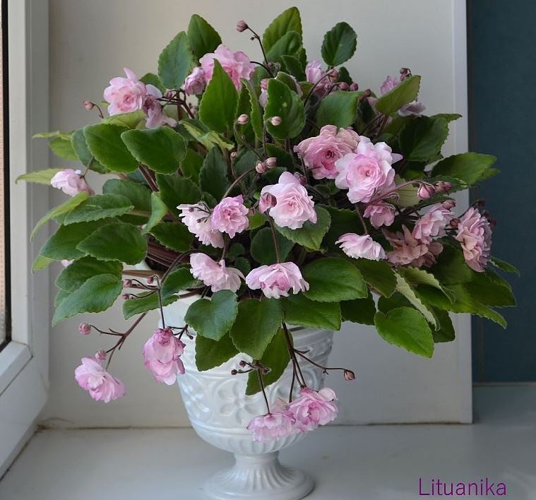 Lituanika дф.JPG