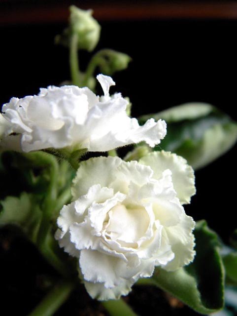Зайка Моя (Макуни).jpg