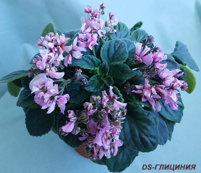 DS-Глициния.jpg
