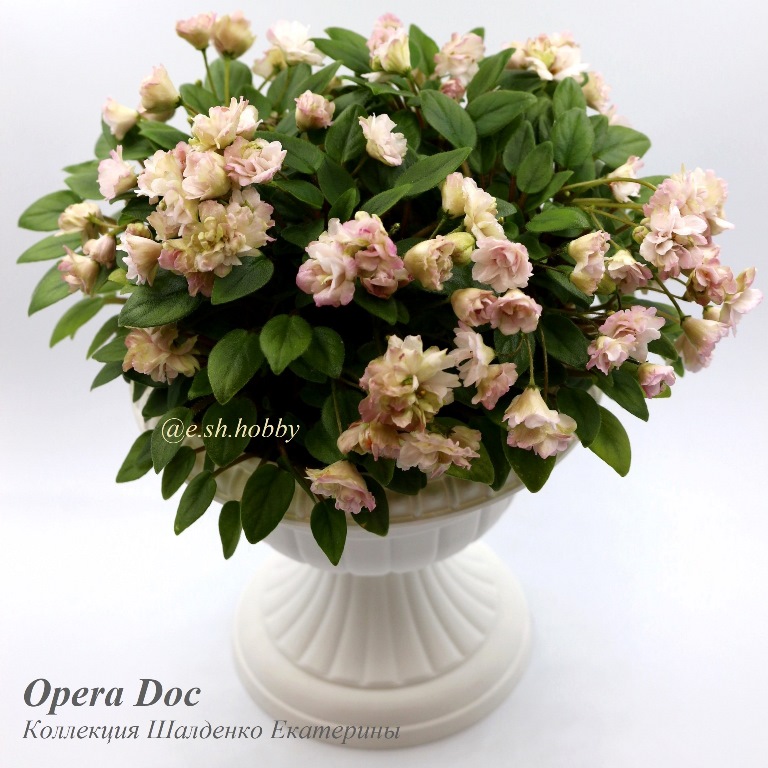Opera Doc