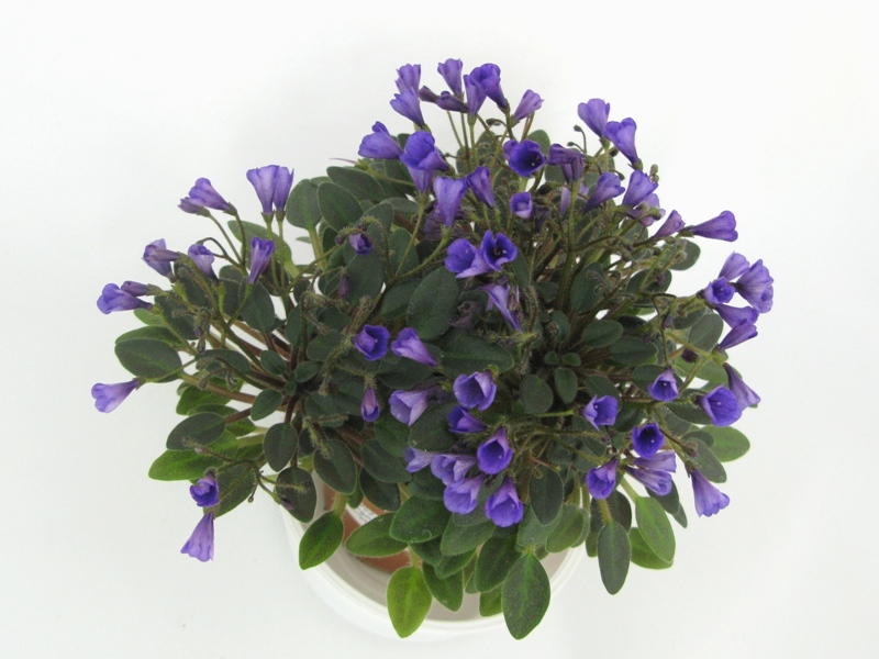 Vallarta Campanas Moradas.JPG