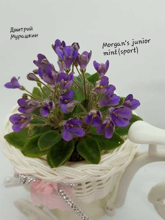 Morgan's junior Mint (sport)