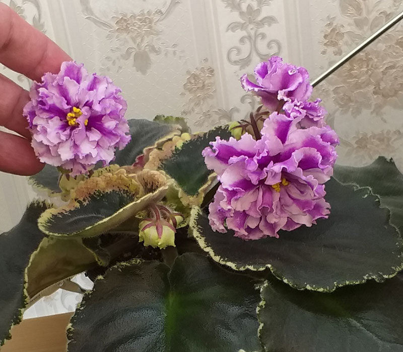 20181210_185227-(1).jpg