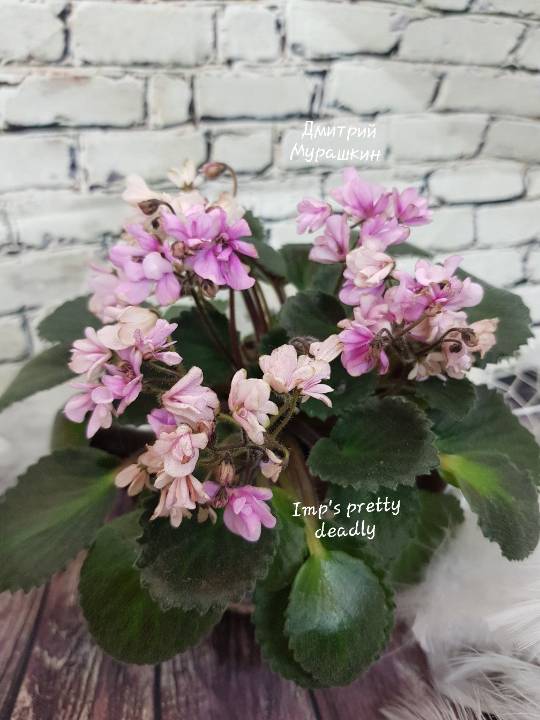 Imp's pretty deadly
