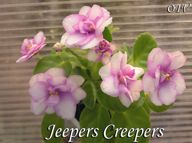 Jeepers Creepers (L.Ray)